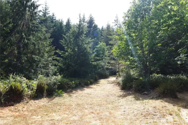 Trail and clearing