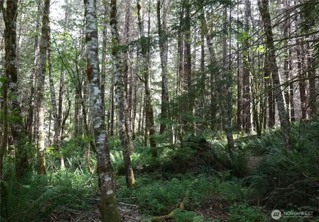 View of state forest adjacent to the property