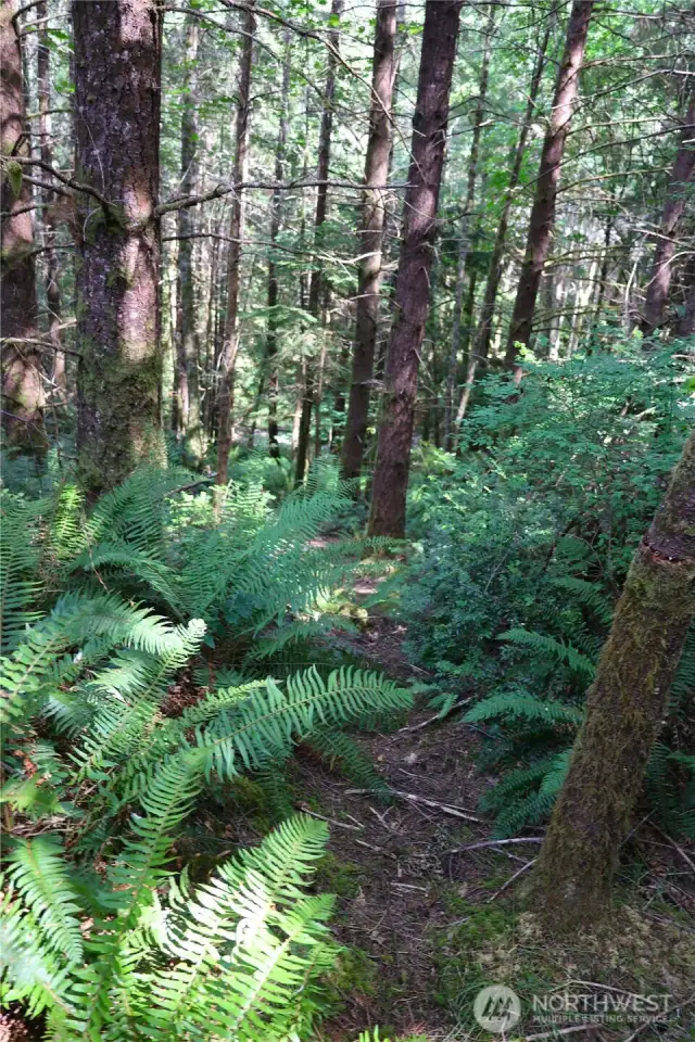 Trail of the property to the Lost Creek