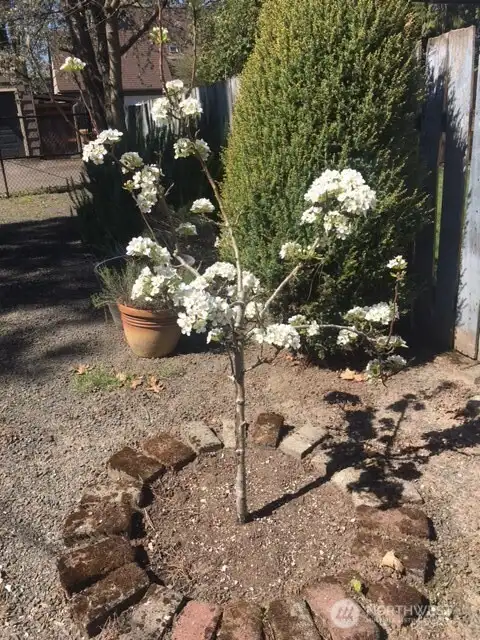 Fruit tree Fruit tree