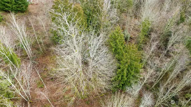 Aerial showing variety and density of shrubs and trees.