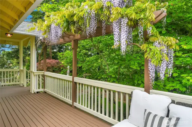 When the Wysteria is in bloom - it really sets off the wrap around deck.