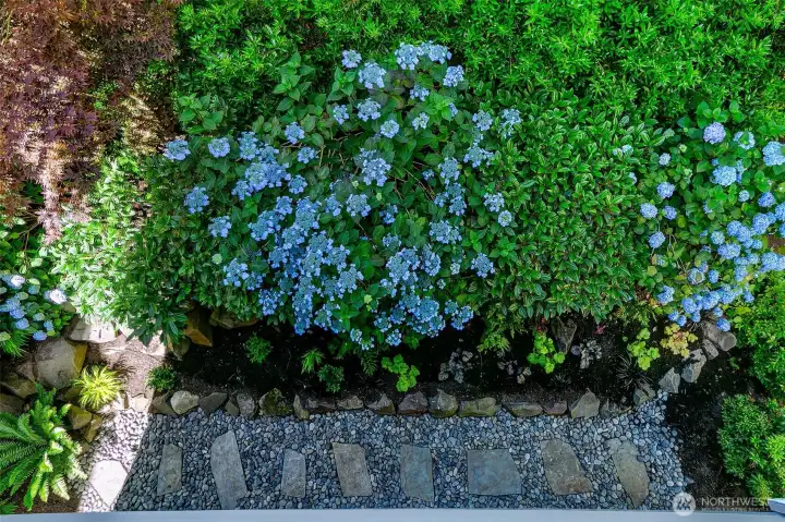 Mature hydrangeas and layered plantings create privacy, color and softness.