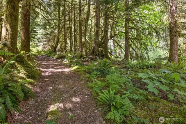 Upper woods with lots of trails throught property.