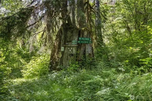 Forty years of homesteading this unique property.