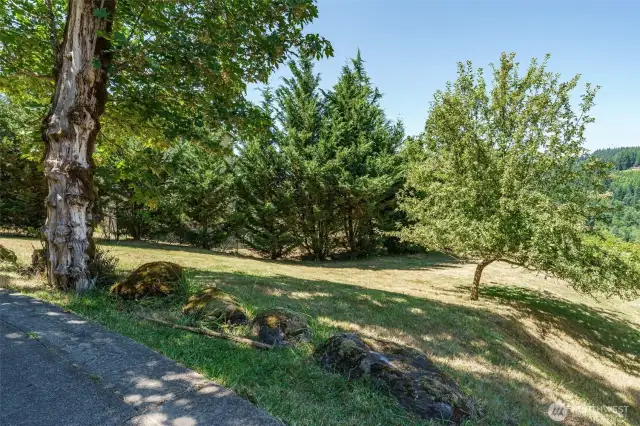 Apple Tree in Yard