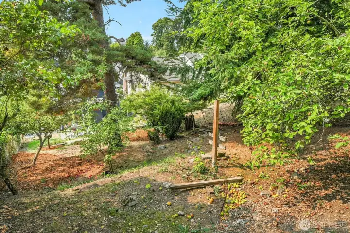 Backyard Fruit Trees