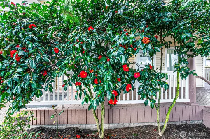 Some of the plants are already in spring mode.