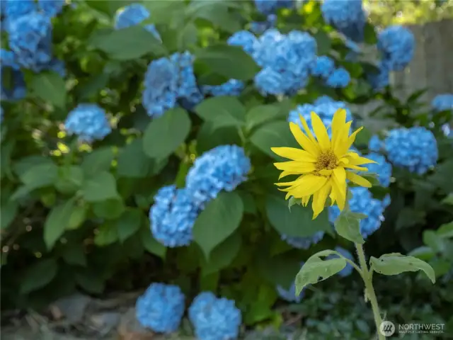 Flowers abound in the wonderful backyard.