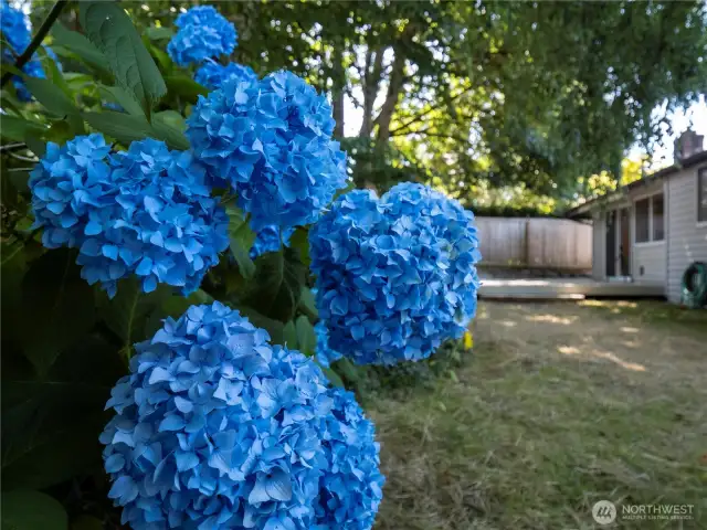 Gorgeous Hydrangeas anyone??
