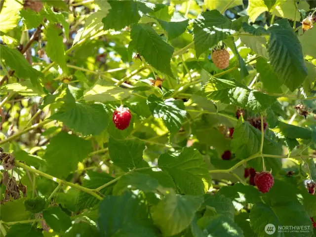 Delicious, ripe raspberries anyone?