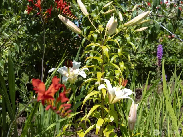 These colorful flowers take the front yard to a whole new level.