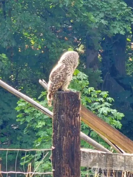 Wildlife always around!