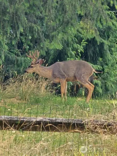Buck!