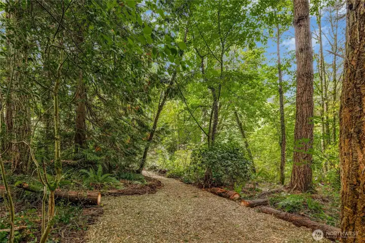 Lush forest with filtered light coming through and the potential for a sunny build site