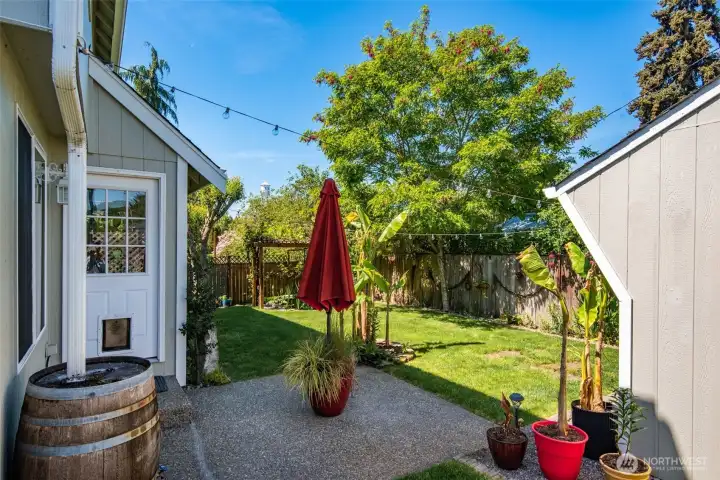 Patio with sunbrella and Banana trees.