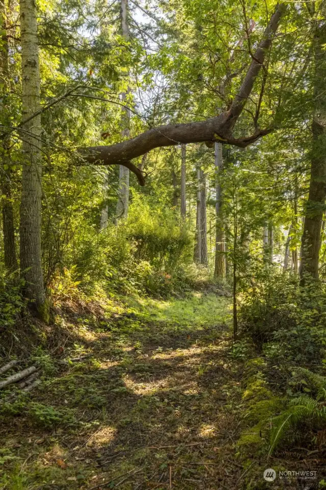 Lovely Trail through the wooded portion of the property