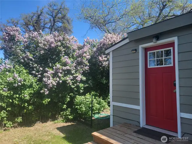Spring Lilacs