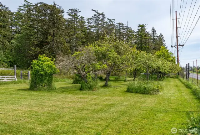 Orchard