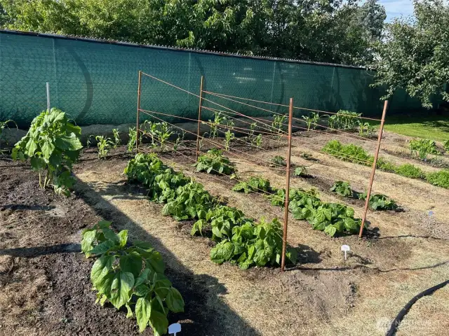 garden picture taken 2023