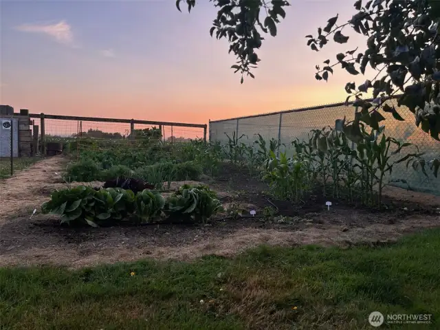 garden picture taken 2023