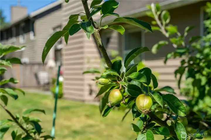 Apple and pear trees in yard.