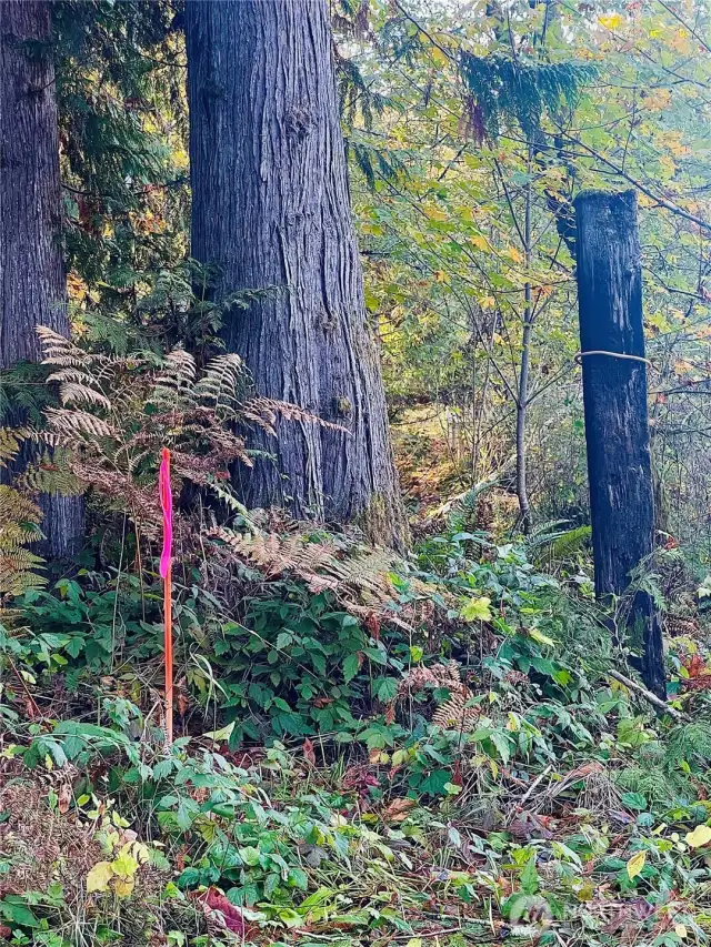 Easement starts here from Valley Ridge to property.