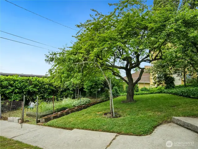 This is additional garden space with several fruit trees.
