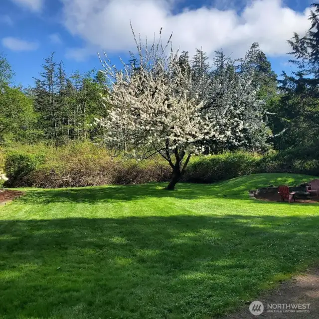View from driveway to front yard. Cherry blossoms are always a springtime delight to enjoy in a private setting.
