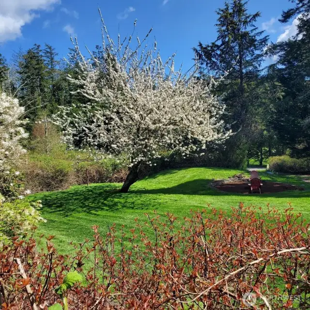 View of Cherry Tree in blossom from deck.