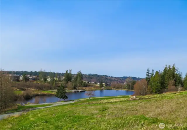 Privet Neighborhood Pond