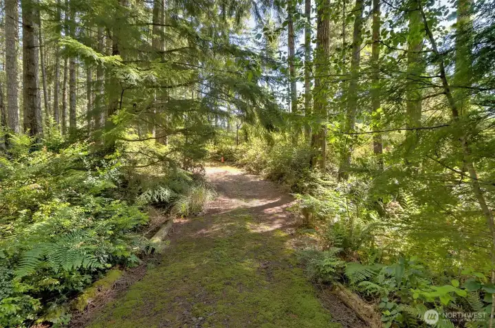 Driveway through the trees