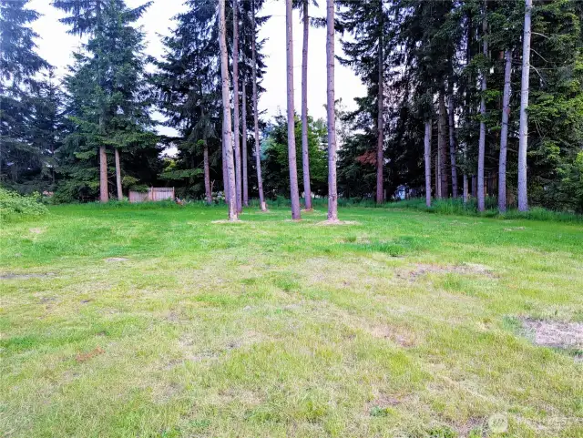 Tree Grove on back of property