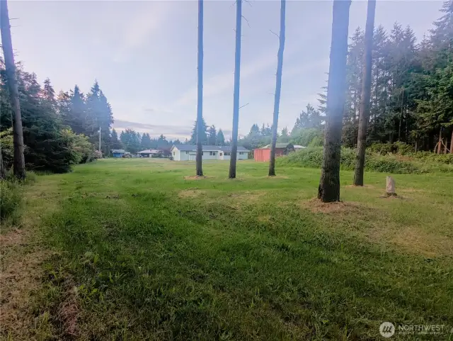Tree grove on back of property