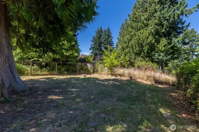 Back yard