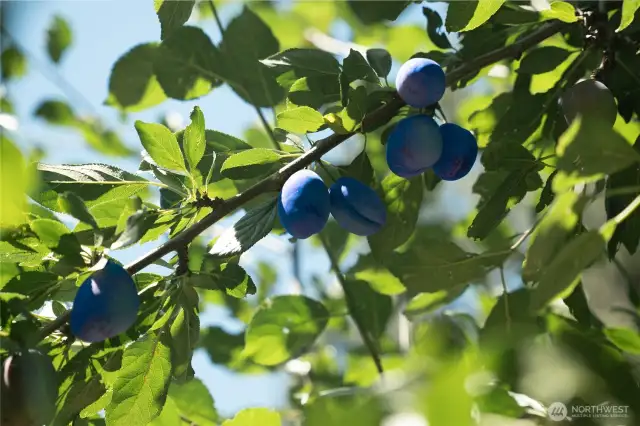Abundance of Fruit Trees