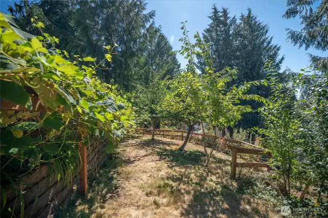 Mini vineyard feels like Tuscany