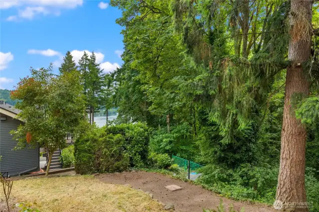 Back yard