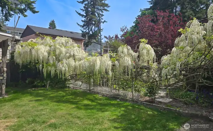 Gorgeous wisteria provides beauty and privacy!