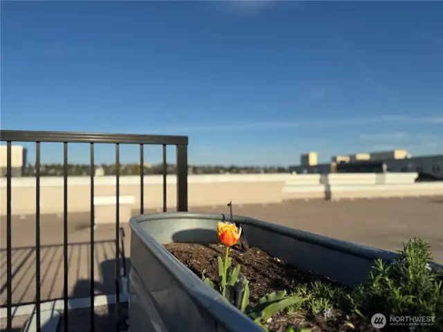 Well-kept rooftop offers gardening tubs for residents