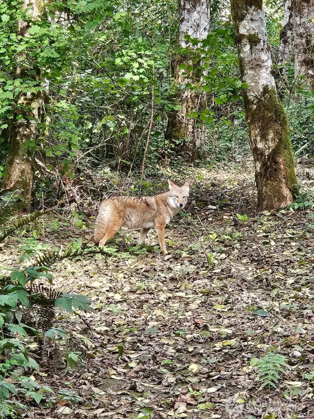 wildlife
