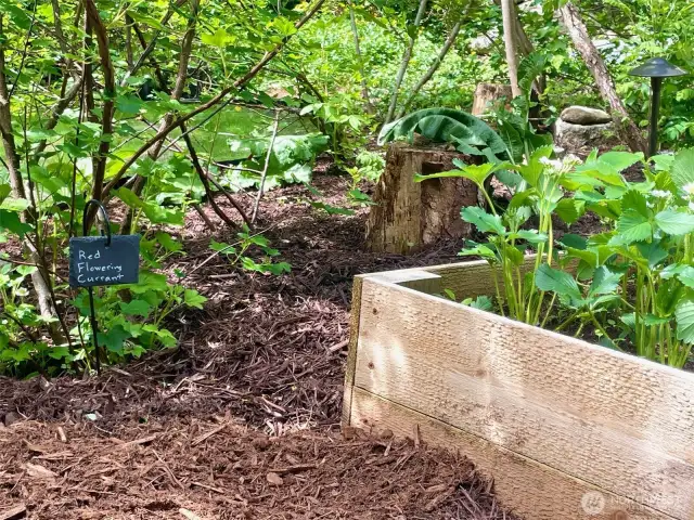 Adorable hanging slate signs throughout the yard labeling plants