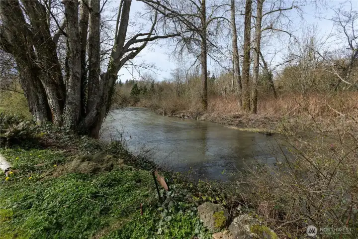 Samish River from the backyard