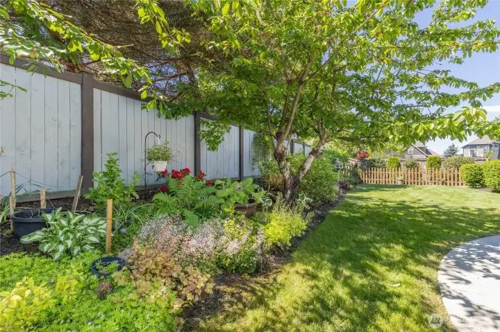 Gorgeous perennial flower bed and a cherry tree that will be ready for harvest this summer!