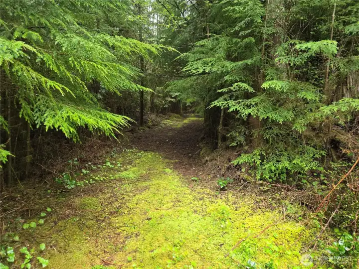 Trail that leads to Joe Creek.