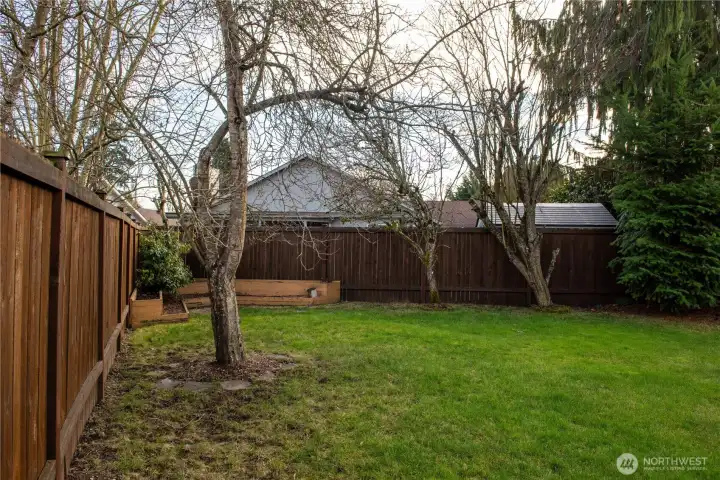 Back yard featuring planter boxes, pear & plum trees!