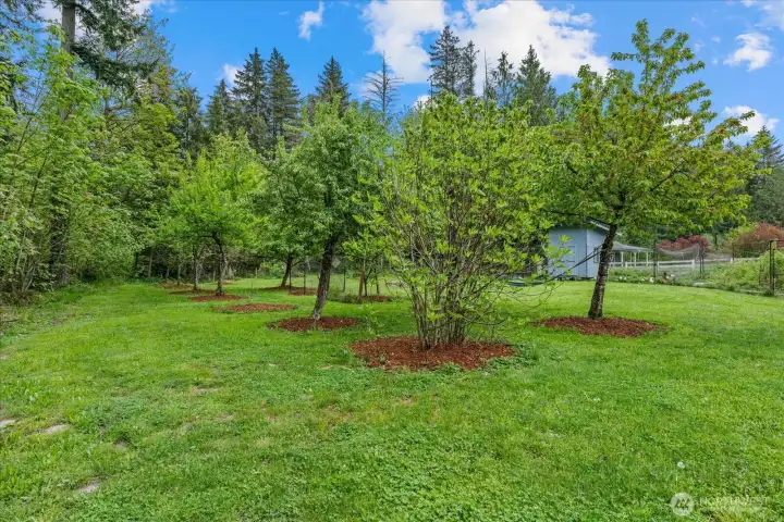 Mature orchard with plum, apple, cherry, walnut, fig, peach & more!more