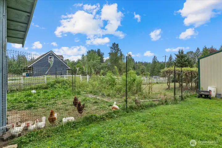 Chicken coop and chickens can stay!