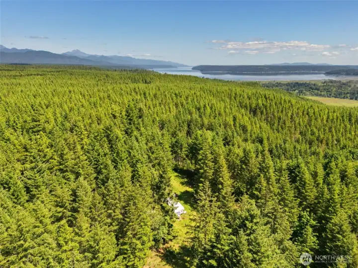 Up top, lots of trees.