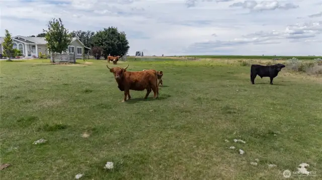 5 acres ready for your hobby farm